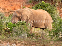 addoelephant5 ADDO ELEPHANT