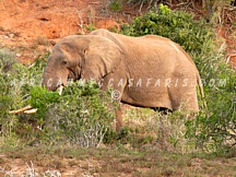 ADDO ELEPHANT