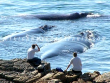 7. Hermanus Tour