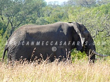 3. Hluhluwe-Imfolozi Safari