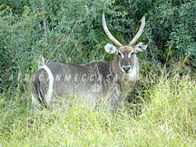 kruger1