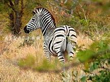 6. Cape Town Day Safari