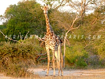 kruger16 TIER 1 - GLIMPSES OF SOUTH AFRICA