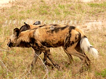 kruger17