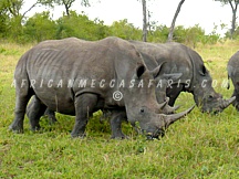 kruger31