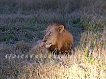 kruger32