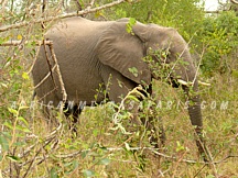 kruger33
