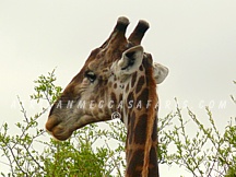kruger35
