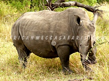 kruger39