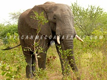 kruger40 TIER 2 - HIGHLIGHTS OF SOUTH AFRICA & VICTORIA FALLS