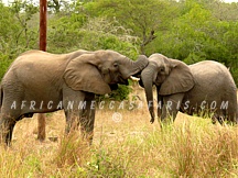 kruger46 10 DAYS - HIGHLIGHTS OF SOUTH AFRICA & VICTORIA FALLS