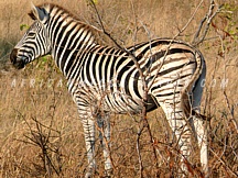 kwaracampokavango10 TIER 3 - GLIMPSES OF SOUTH AFRICA