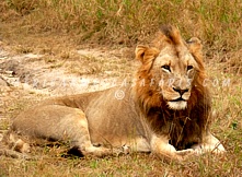 KRUGER & SABI SAND