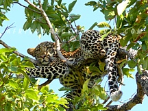 1. SOUTH AFRICA PROVIDES PERSONALIZED WILDLIFE WATCHING, PHOTOGRAPHIC AND CONSERVATION SAFARIS