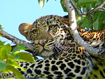kruger69 SAFARI PRICES & ITINERARIES
