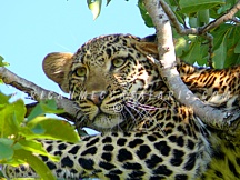 SAFARI PRICES & ITINERARIES