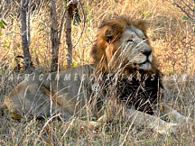 kruger70 TIER 3 - HIGHLIGHTS OF SOUTH AFRICA & VICTORIA FALLS