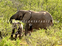kwandwe1
