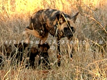 MADIKWE