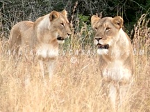 phindasafari1