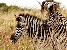 phindasafari5