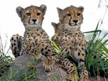 phindasafari8 PHINDA