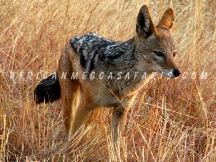 pilanesburg7 PILANESBERG
