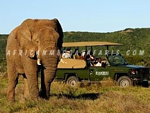 shamwari1