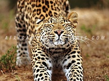 shamwari9